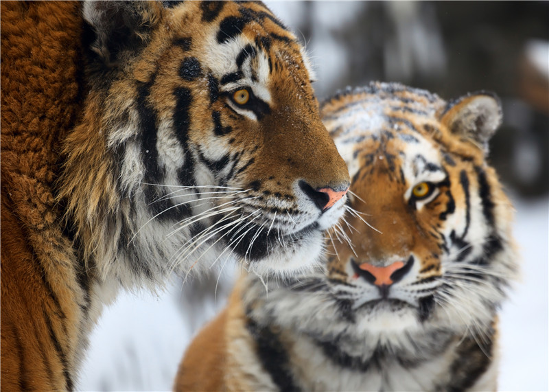 09 Amur-Tiger Panthera tigris altaica (c) Igor Zhorov WWF.jpg