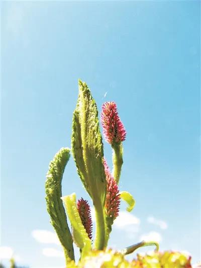 　东北赤杨雌花穗 潘春芳摄.jpg