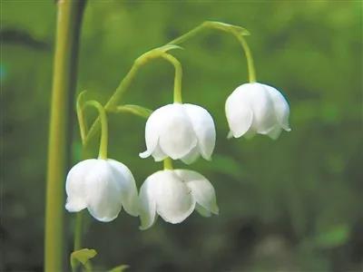 铃兰花 潘春芳摄.jpg