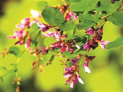 小叶胡枝子花 潘春芳摄.jpg