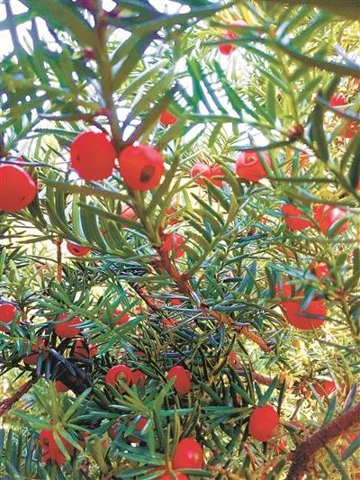 国家一级保护植物东北红豆杉种子“红豆”挂满枝头.jpg