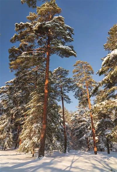 在冰雪中屹立的长白松 吉林省林草局供图.jpg